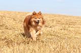 CHIEN FINNOIS DE LAPONIE 245